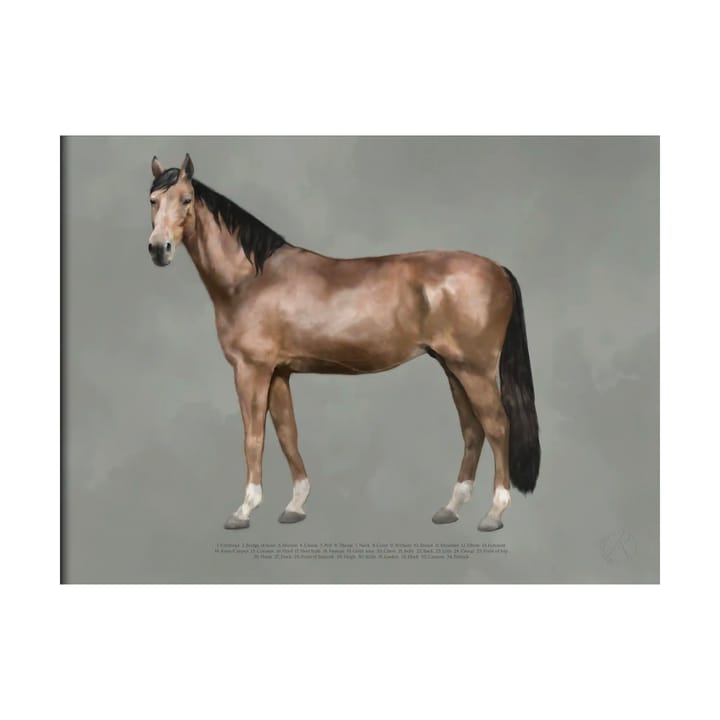 The anatomy of the horse poster, 30x40 cm Kunskapstavlan®