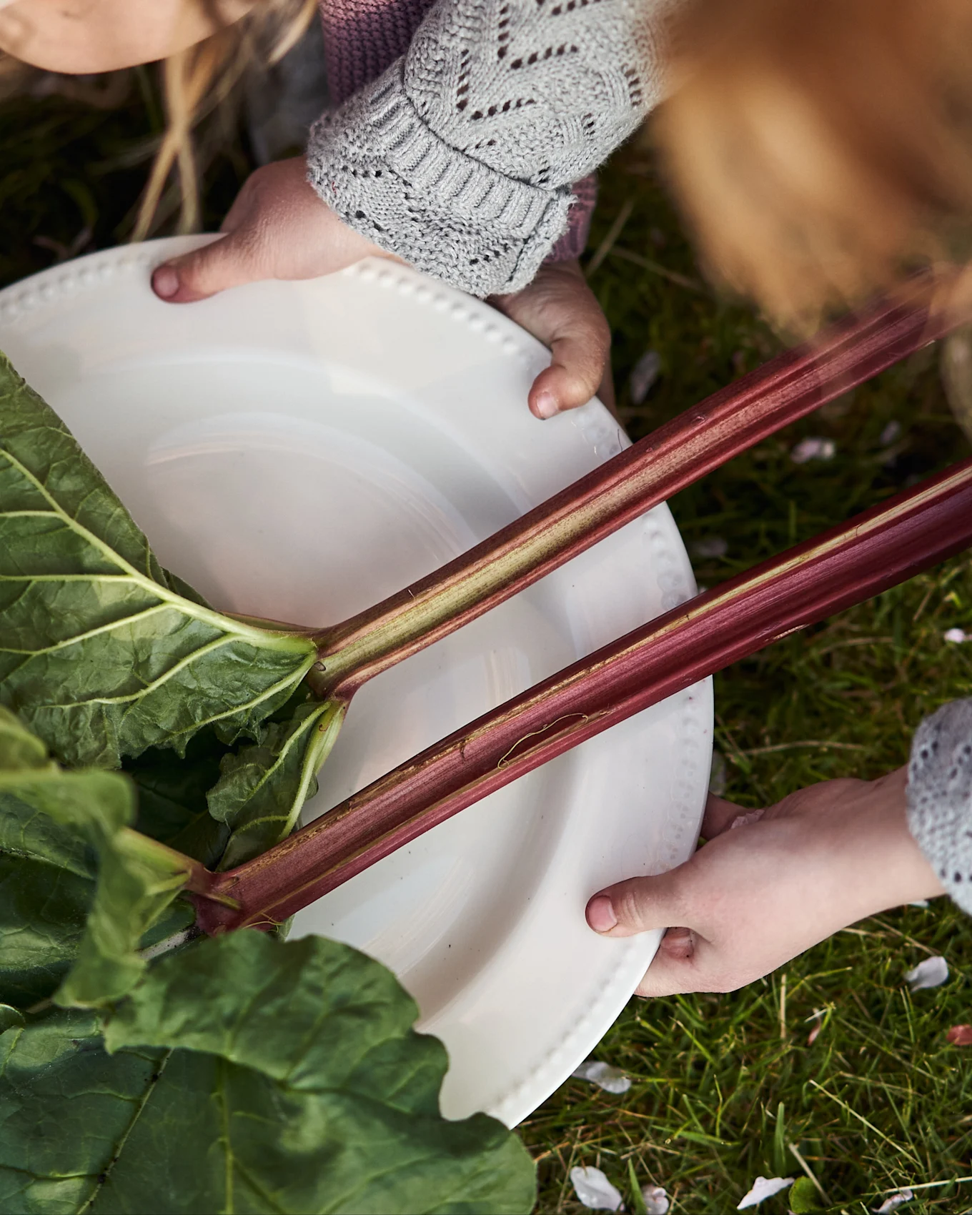 Två barns händer håller en vit tallrik med färska rabarberstjälkar och blad mot grönt gräs.
